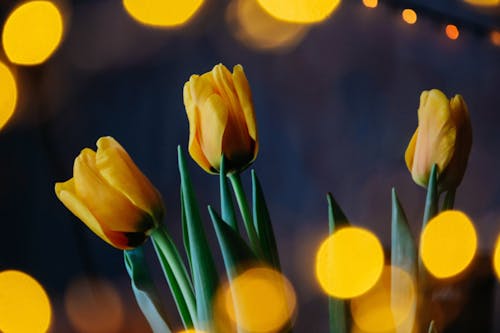 무료 노란색 꽃의 매크로 사진 스톡 사진