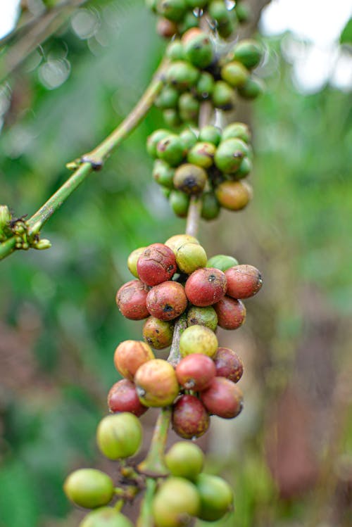 Free stock photo of coffe beans, coffee, coffee fruit