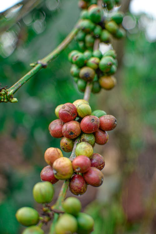 Free stock photo of coffe beans, coffee, coffee fruit