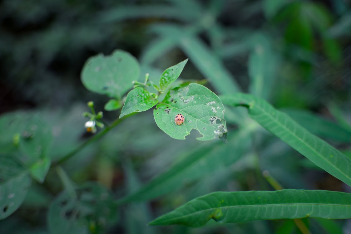 Free stock photo of bumblebee, ladybird