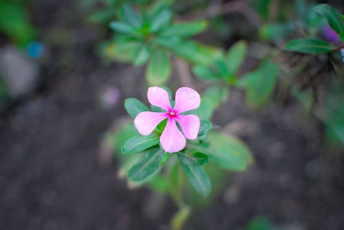 Foto d'estoc gratuïta de flor, florint