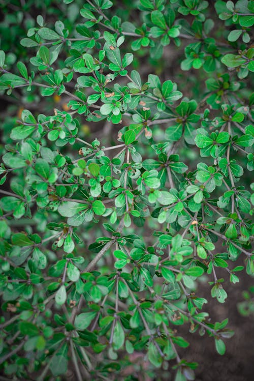 Free stock photo of green leaves