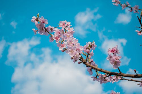 Free Close-Up Shot of Cherry Blossom Flowers under the Cloudy Blue Sky Stock Photo