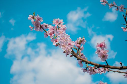 Free Vibrant cherry blossoms bloom under a clear blue sky, symbolizing the arrival of spring in Slovenia. Stock Photo