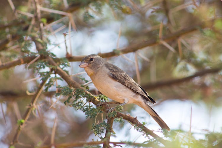 Bird Sitting On Branch On Tree