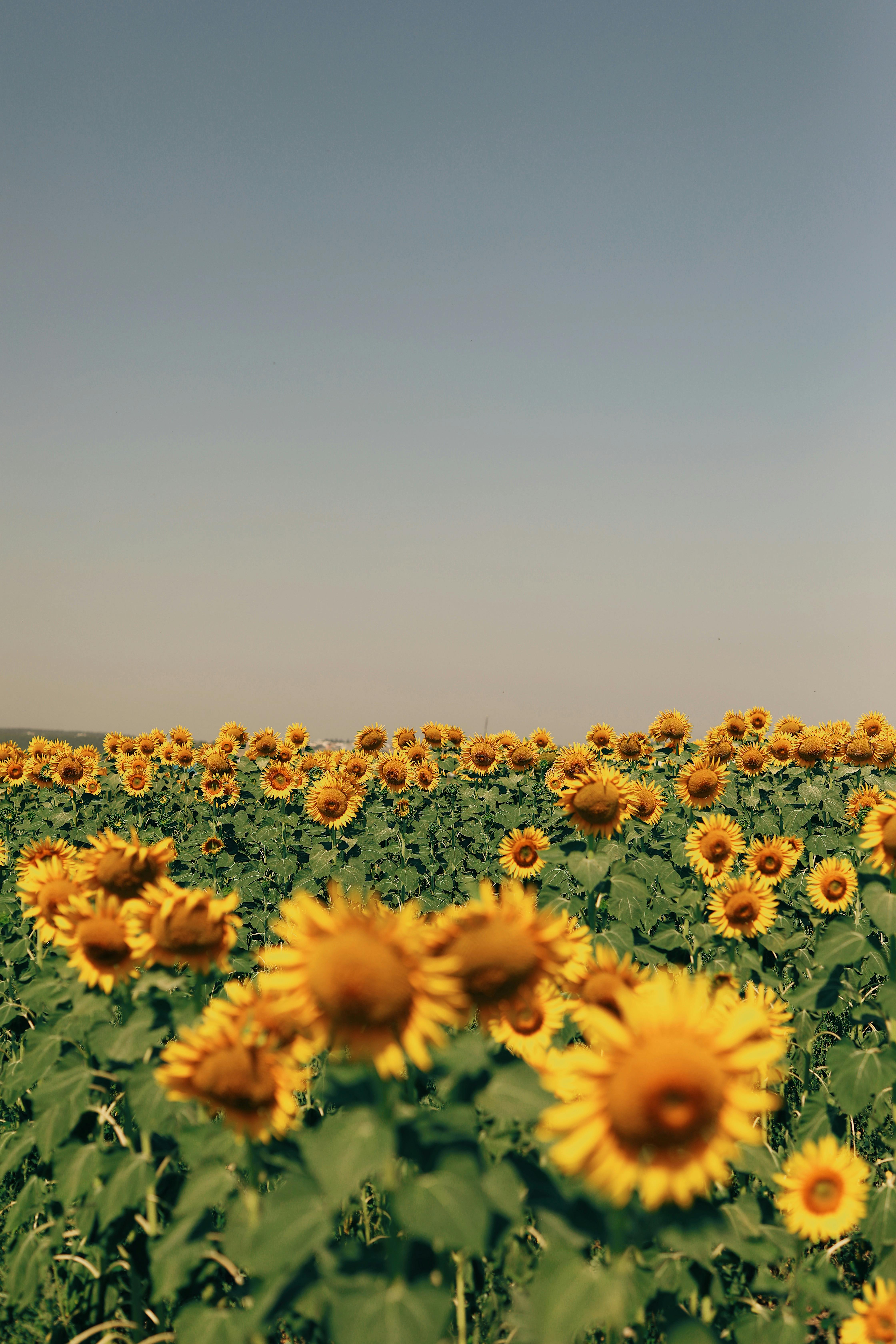 Expansive sunflower field in full bloom under a clear, blue sky.