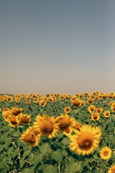 Expansive sunflower field in full bloom under a clear, blue sky.