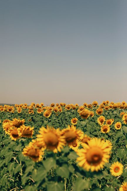 Expansive sunflower field in full bloom under a clear, blue sky.