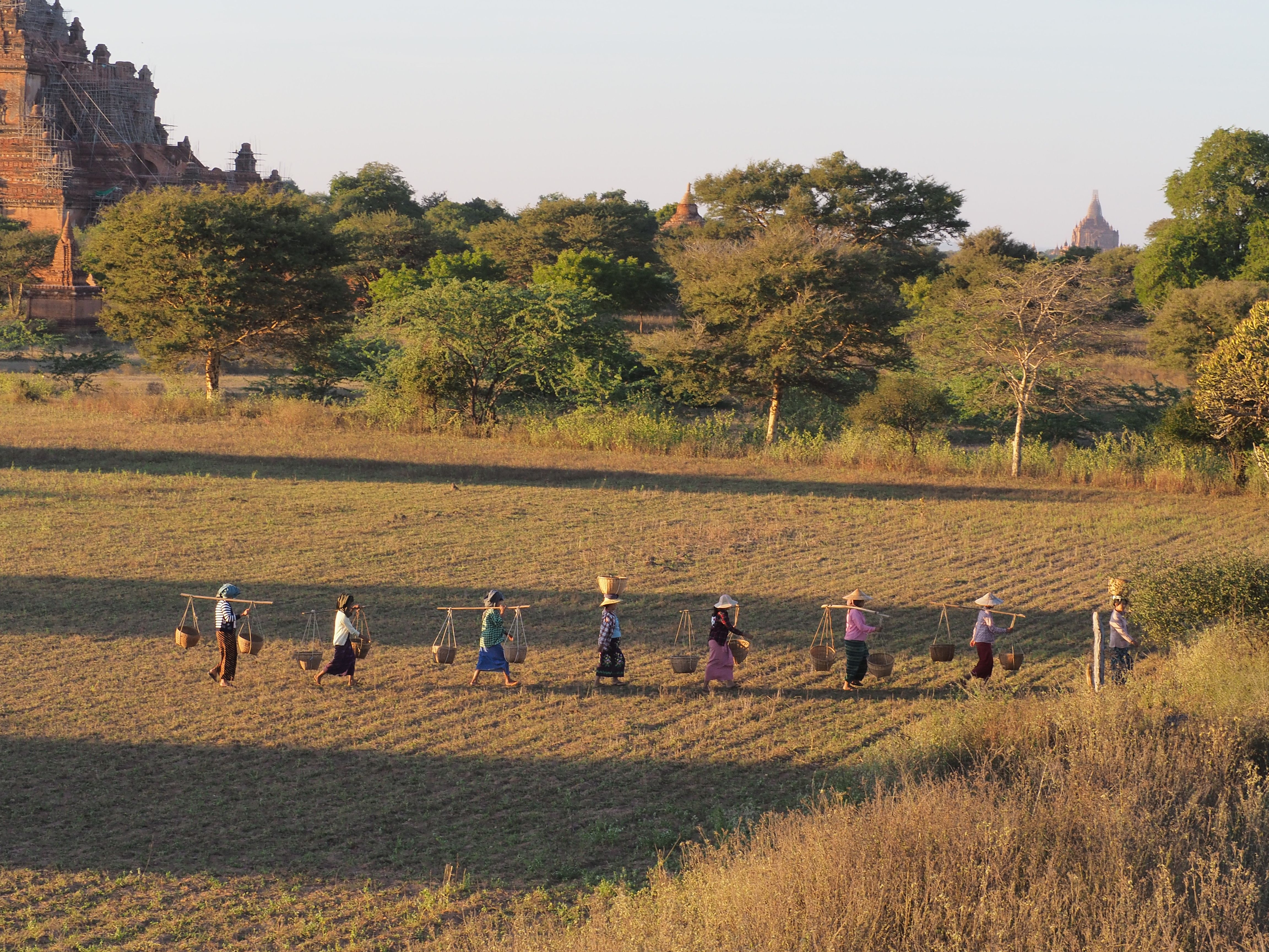Women carrying baskets across the fields in Bagan, Myanmar with ancient temples in the background.