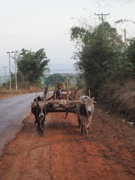 White Cow on Brown Dirt Road