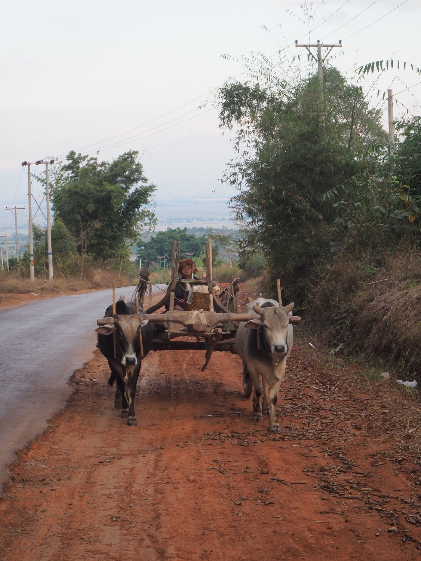 An ox cart on a rural road, Cambodia