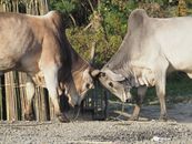 Two oxen in a rural setting engaging in a playful sparring match, captured outdoors.