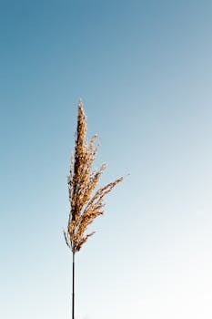 一根麦秆在明亮的蓝天下映衬出简单之美