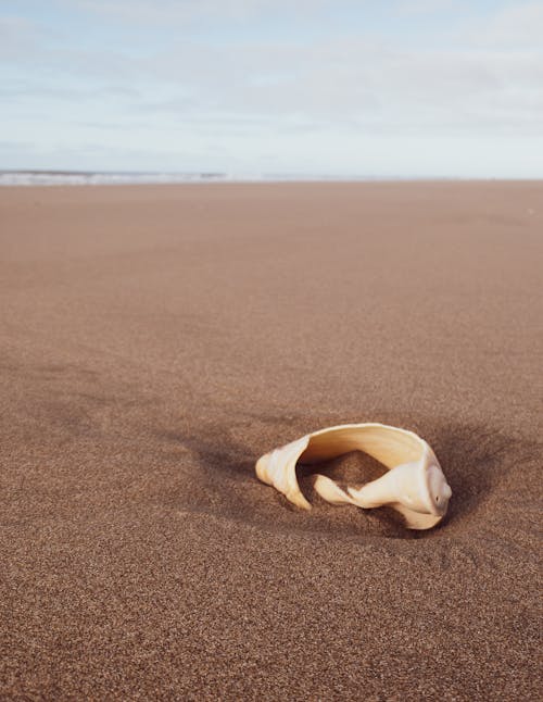 A White Seashell on the Sand
