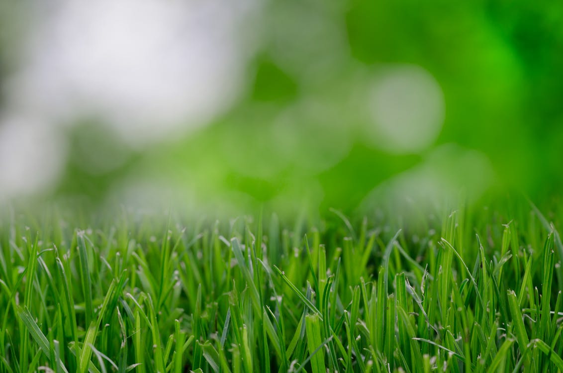 nature-garden-grass-lawn.jpg?auto=compre