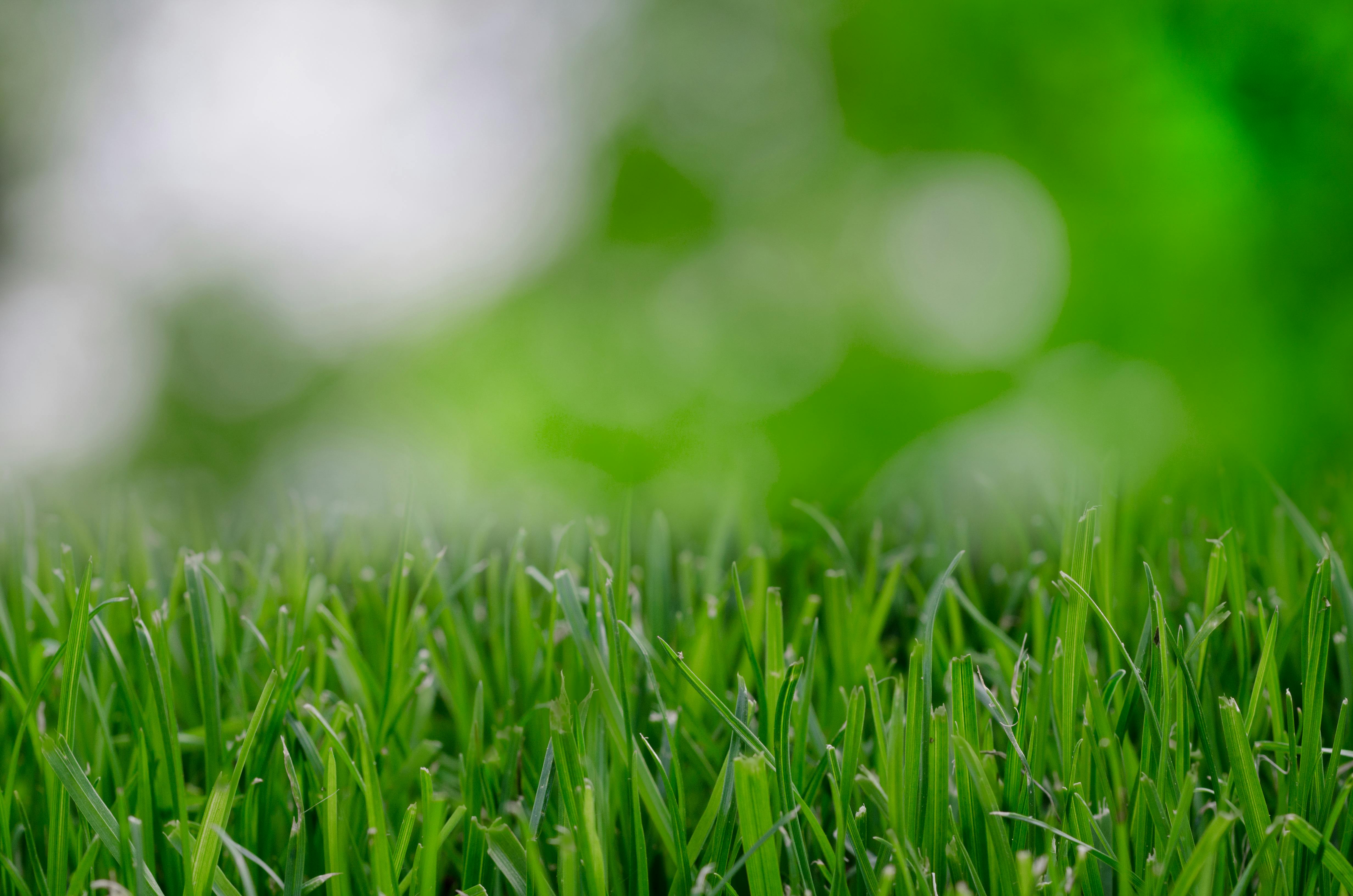 Selective Focus Photography of Green Grass · Free Stock Photo