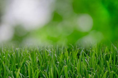 Free A close-up view of vibrant green grass with a blurred bokeh background. Stock Photo