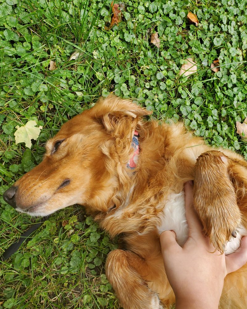Mão a acariciar cão dourado deitado na relva