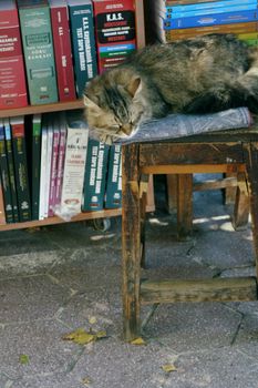 A cat peacefully sleeps on a stool beside a shelf of books in a cozy bookstore setting.