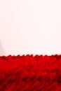 红色玫瑰花织物纹理的特写，背景是干净的白色