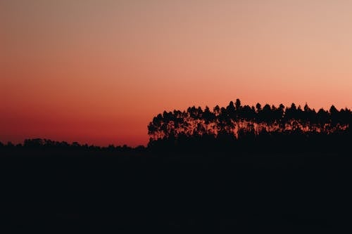 Silhouette D'arbres à L'aube