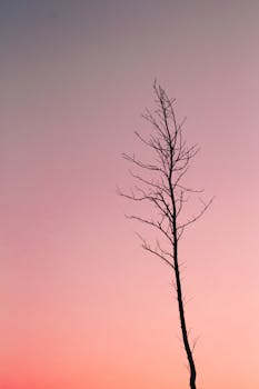 一棵孤独的树映衬着渐变的日落天空，营造出宁静的氛围