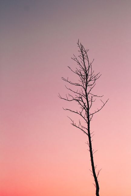 A lone tree silhouetted against a gradient sunset sky, evoking a serene and tranquil atmosphere.