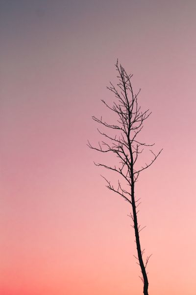 A lone tree against a gradient sunset — photo by João Jesus on Pexels