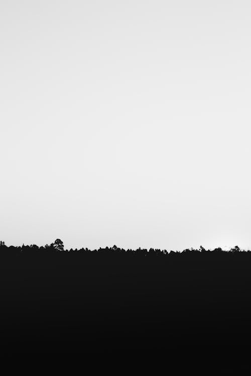 Silhouette of Grass Under White Sky