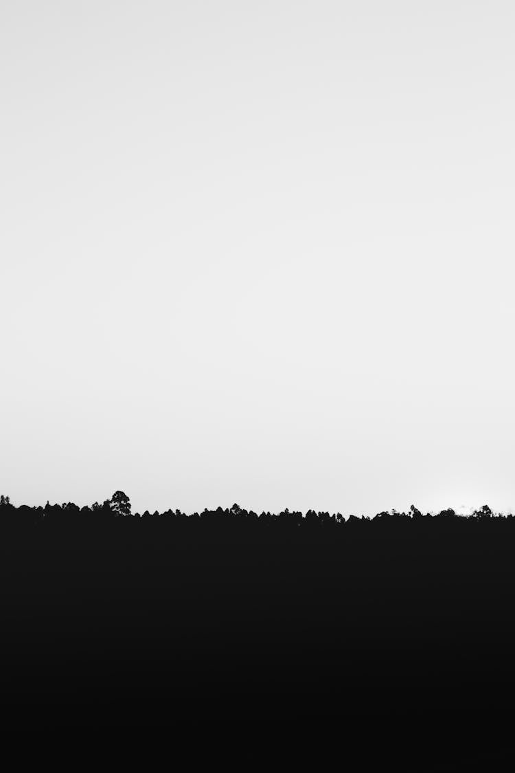 Silhouette Of Grass Under White Sky