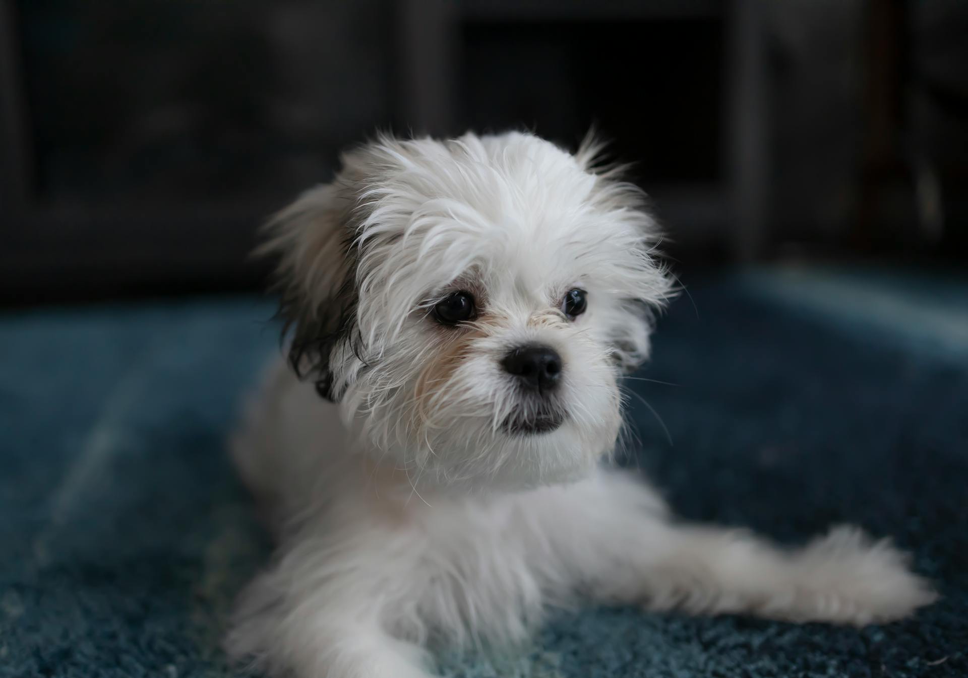 Een close-up van een witte Shih Tzu