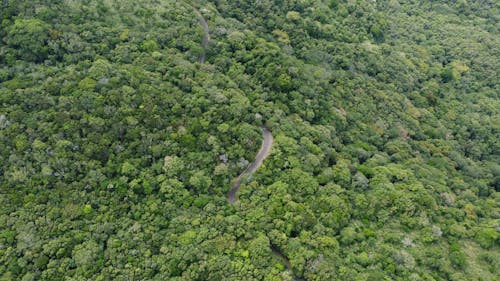 Aerial View of a Road in the Middle of the Forest