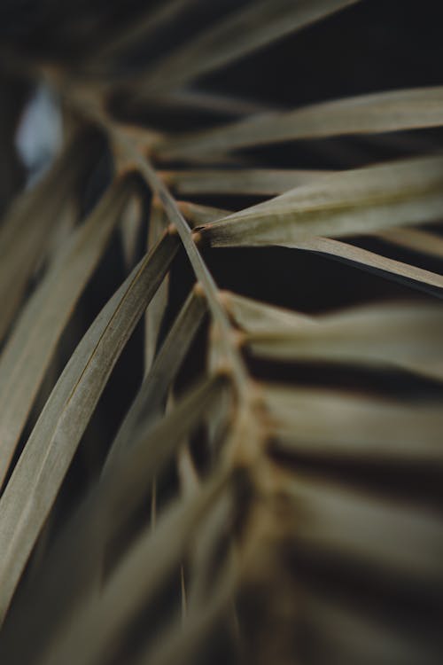 Close-Up Shot of Coconut Leaves