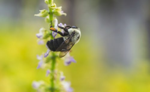 Foto profissional grátis de abelha, insetos, natureza