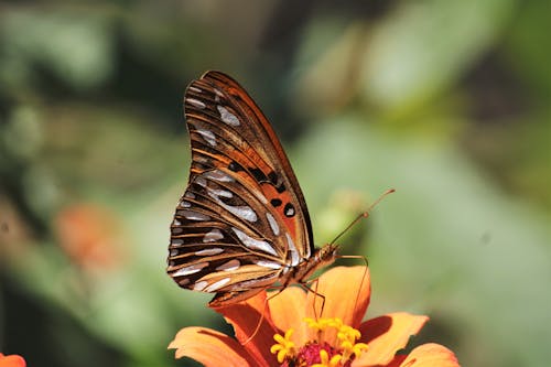Close-Up Shot of a Butterfly Perched on an Orange Flower