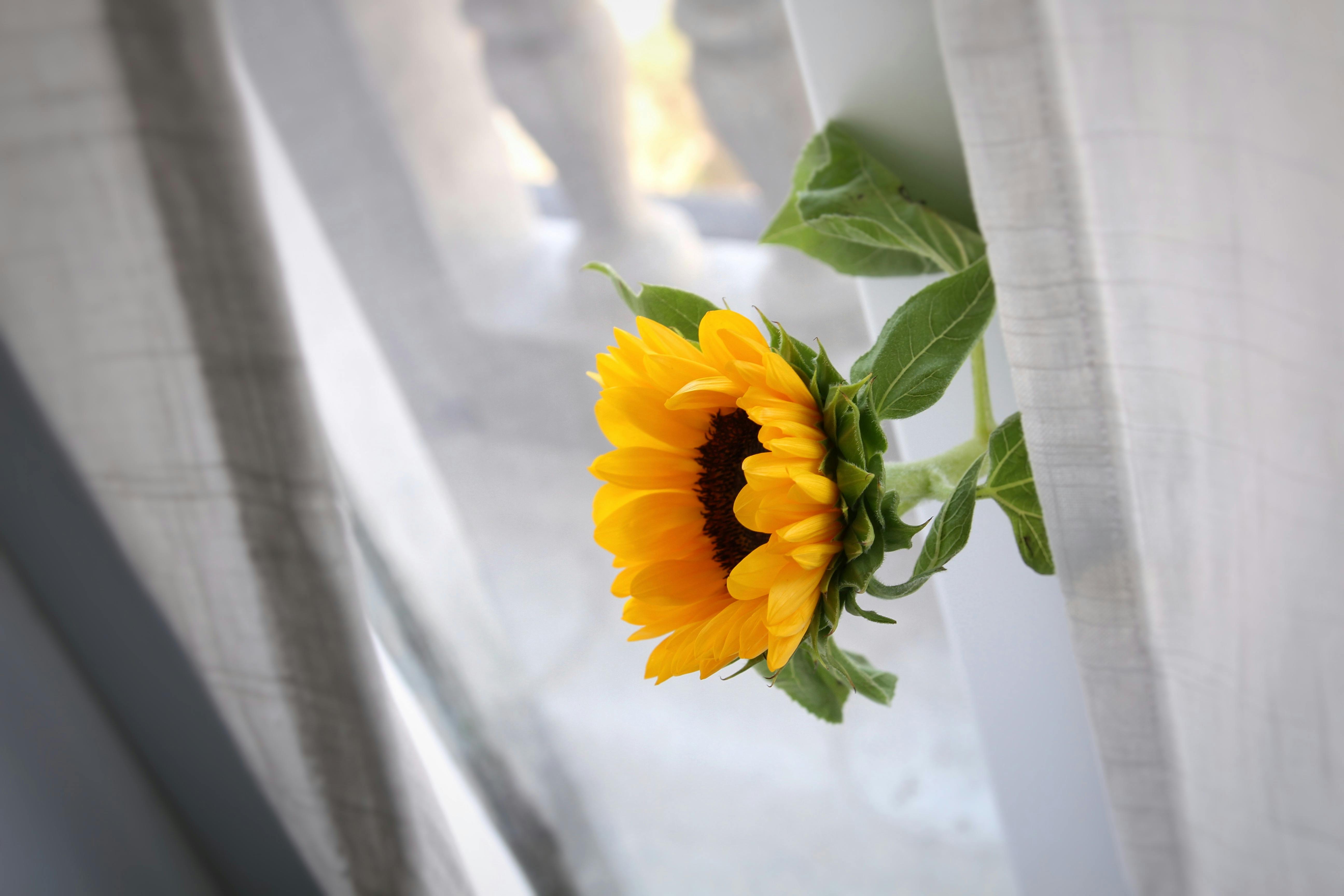 A bright sunflower peeks through transparent curtains, illuminated by gentle daylight.