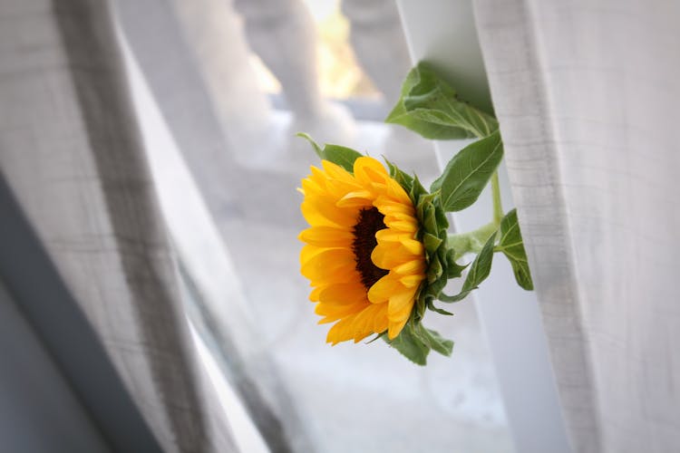 Sunflower On White Fabric Background