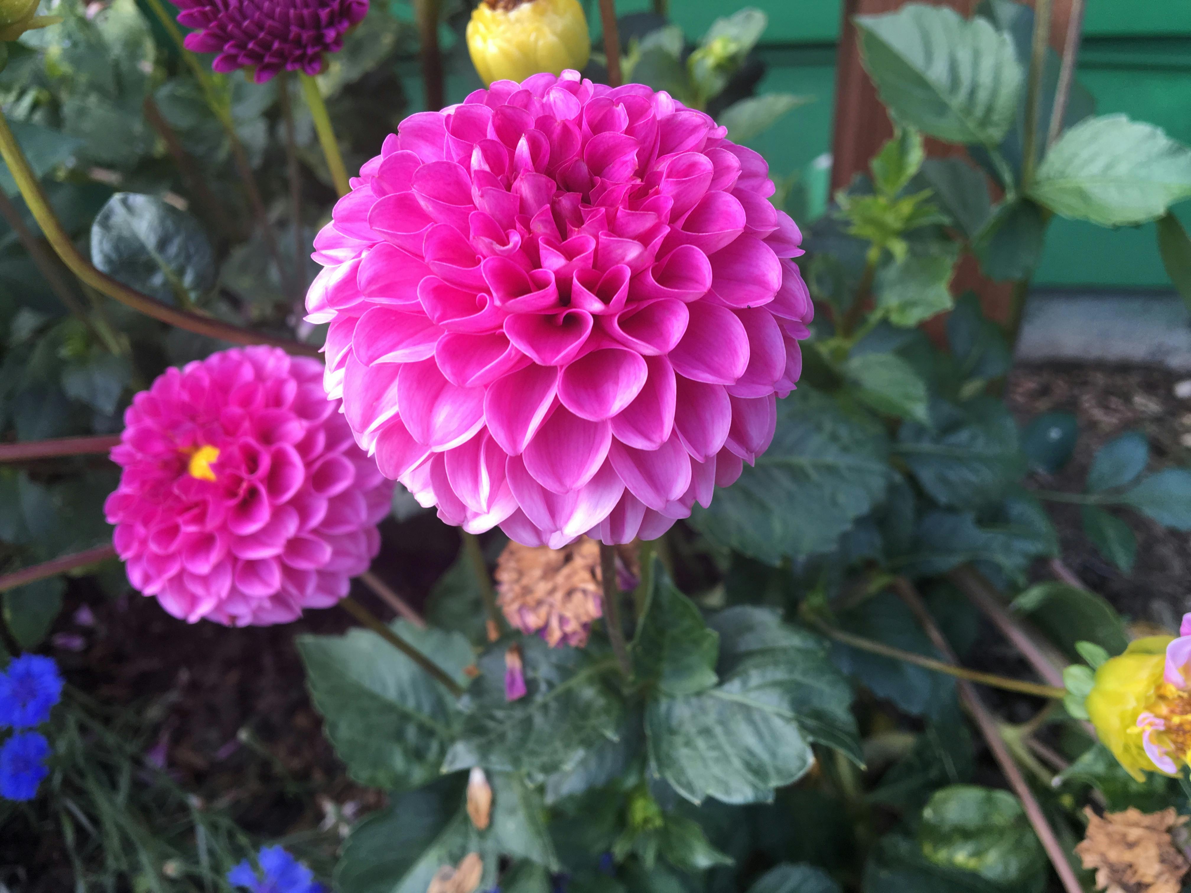 Pink Dahlia Flower Free Stock Photo