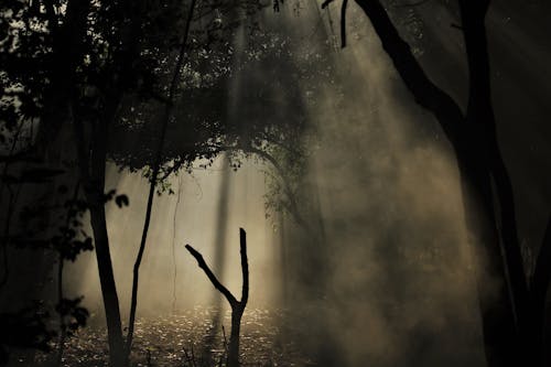 Free Sunrays Passing Through Green Trees in Forest Stock Photo