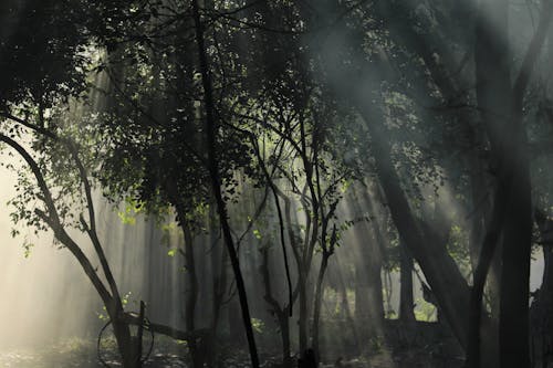 Ücretsiz ağaçlar, doğa, güneş ışığı içeren Ücretsiz stok fotoğraf Stok Fotoğraflar