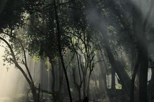 Free Captivating sun rays piercing through dense forest canopy, creating a serene atmosphere. Stock Photo