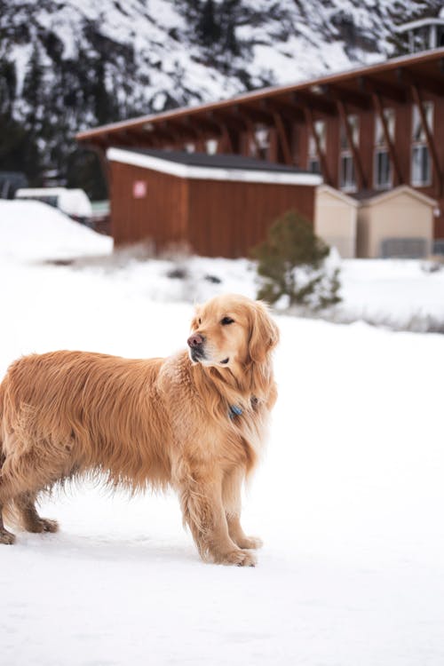 Golden Retriever Standing on Snow 