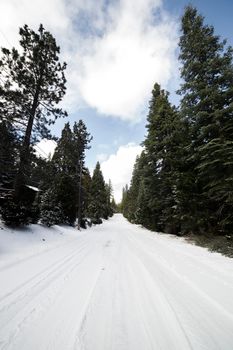 蔚蓝的天空下，一条宁静的道路穿过白雪皑皑的森林，尽显冬日神韵