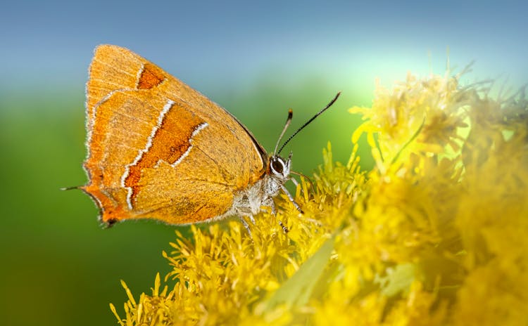 Macro Shot Of A Brown Hairstreak