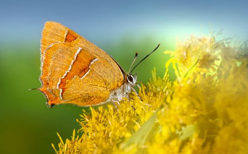 Free Close-up of a brown hairstreak butterfly on yellow flowers in Kehra, Estonia. Stock Photo