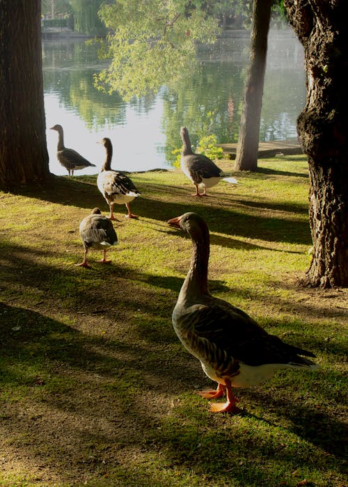 Geese near the Lake