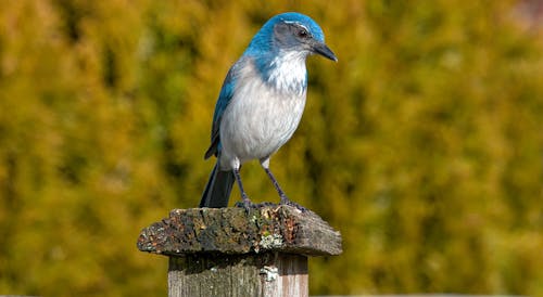 Free Close-Up Shot of a Scrub Jay Perched on the Wood Stock Photo