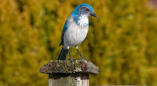 Free A close-up of a scrub jay perched on a wooden post with a blurred natural background. Stock Photo