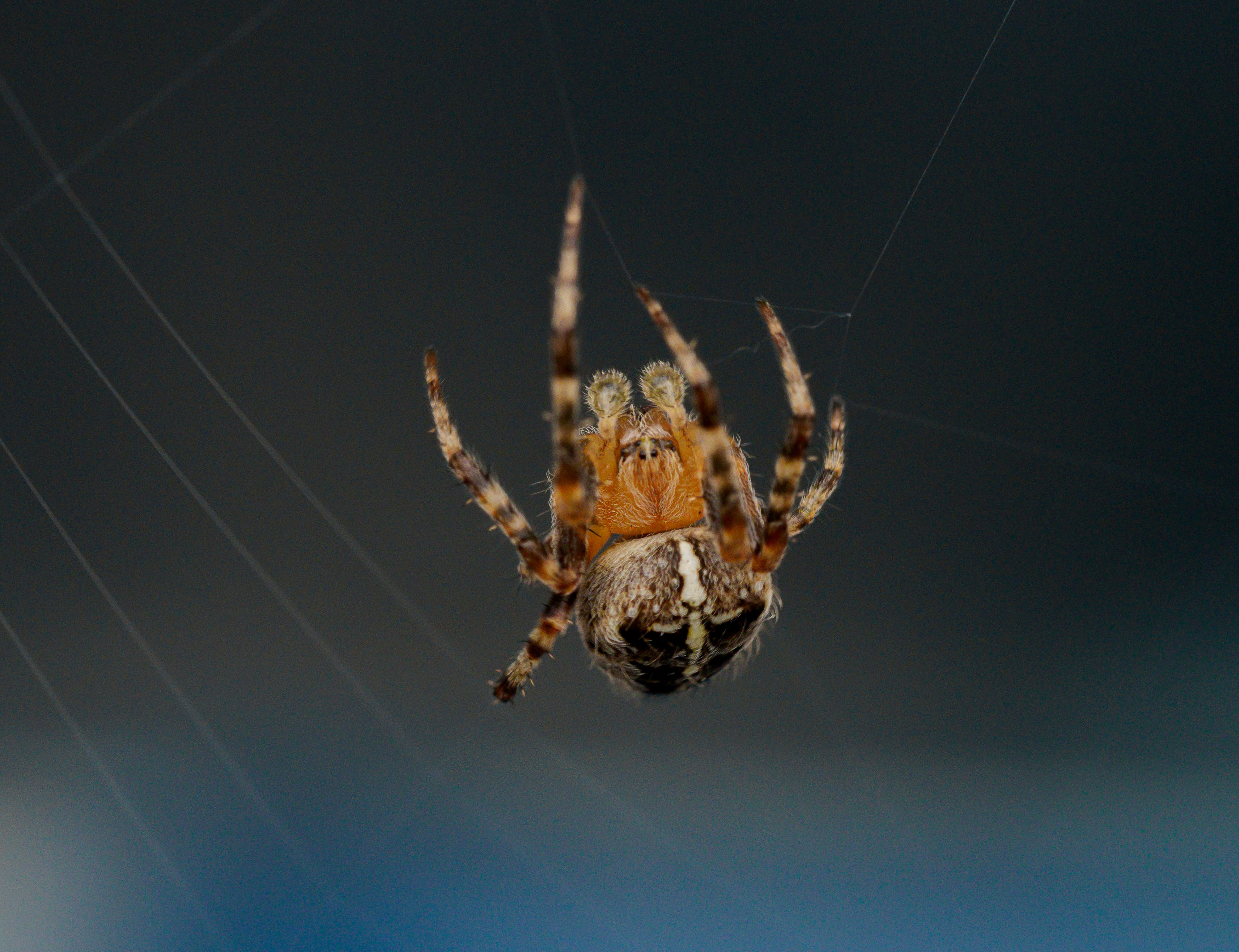 Close-Up Shot of a Garden Spider · Free Stock Photo