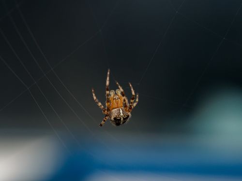 Free Detailed macro shot of a European garden spider (Araneus diadematus) in its web. Stock Photo